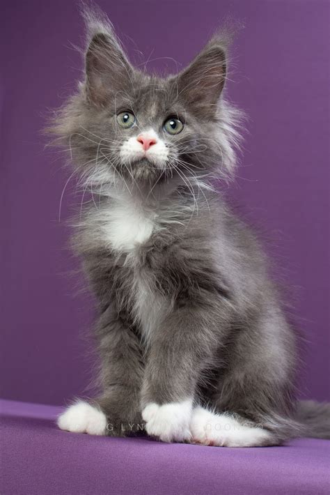 maine coon kittens for sale atlanta